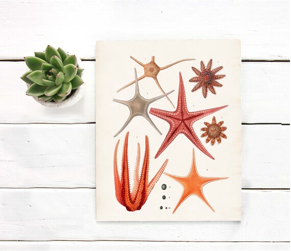 Warm Orange Starfish Nautical Art Print Starfish Poster