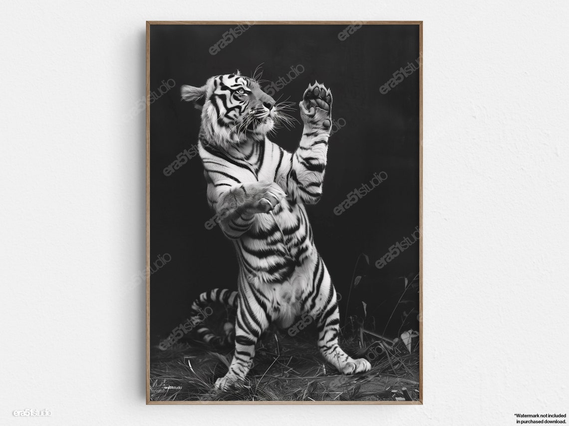 White Tiger Standing Playful Pose Black And White Vintage Photo Poster