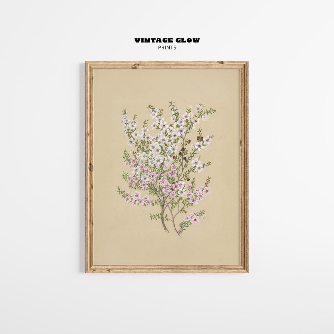 Antique Manuka Flower Botanical Vintage Floral Still Life Wall Poster