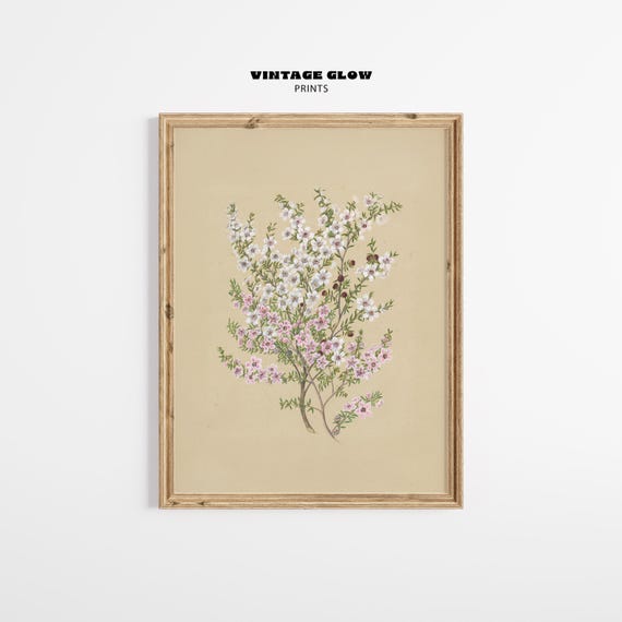 Antique Manuka Plant Art Vintage White Botanical Flower Print Still Life Wall Decor Farmhouse Style V108