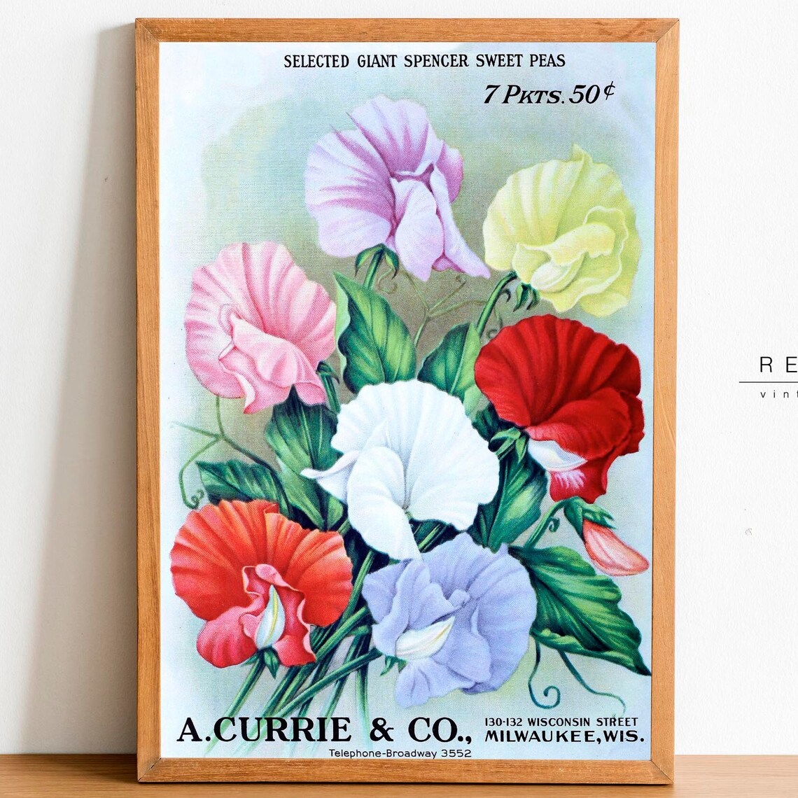 Vintage Sweet Pea Seed Packet Ad A Currie Co Botanical Flower Poster