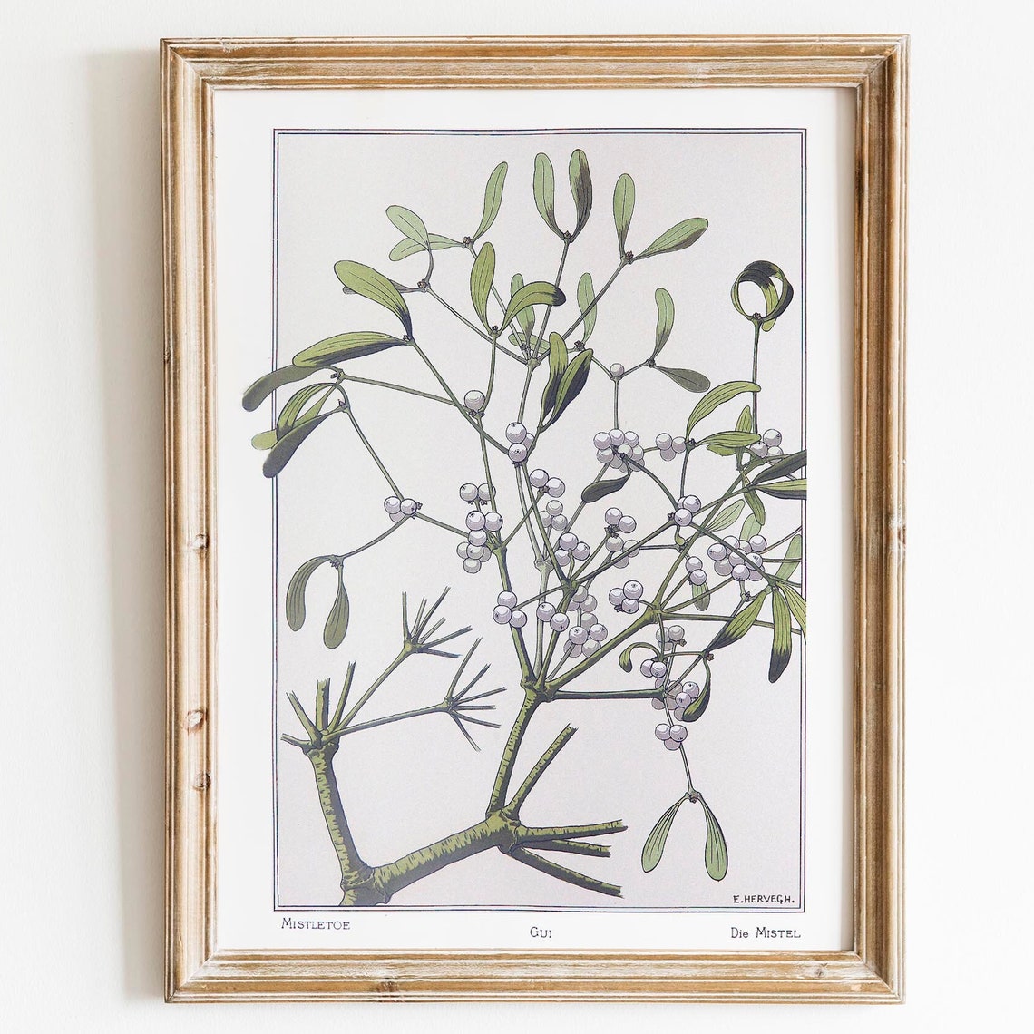Vintage Mistletoe Botanical Illustration Christmas Greenery Art Poster