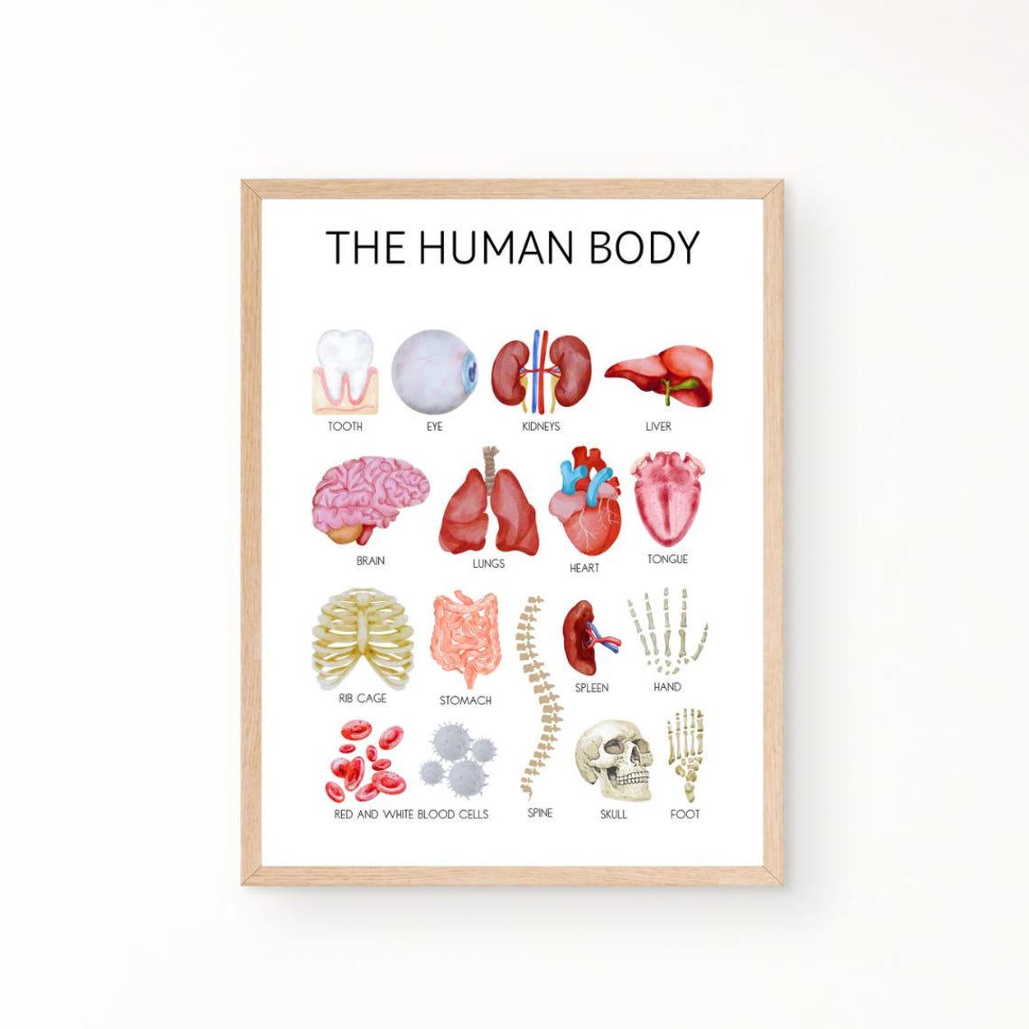 The Human Body Educational Poster with Watercolor Organs for Kids