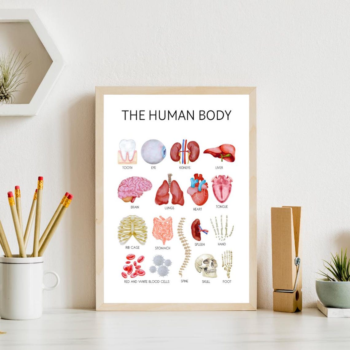 The Human Body Educational Poster with Watercolor Organs for Kids - Image 4