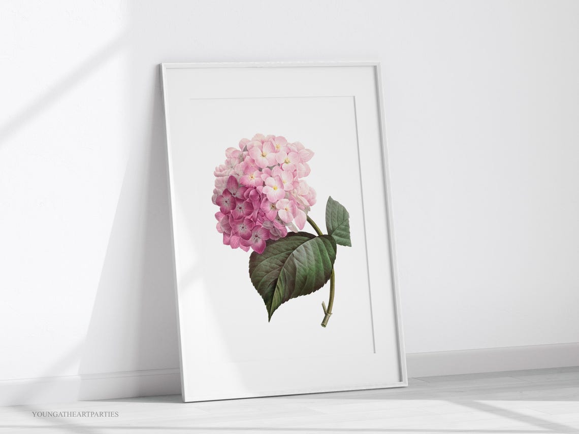 Pink Hydrangea Vintage Botanical Illustration Framed Wall Art - Image 4
