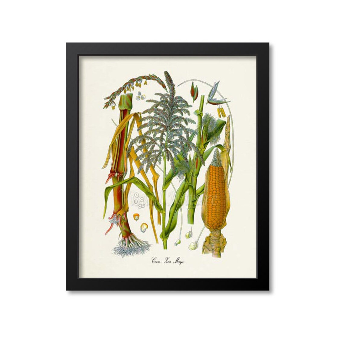 Corn Botanical Art Print, Zea Mays Study