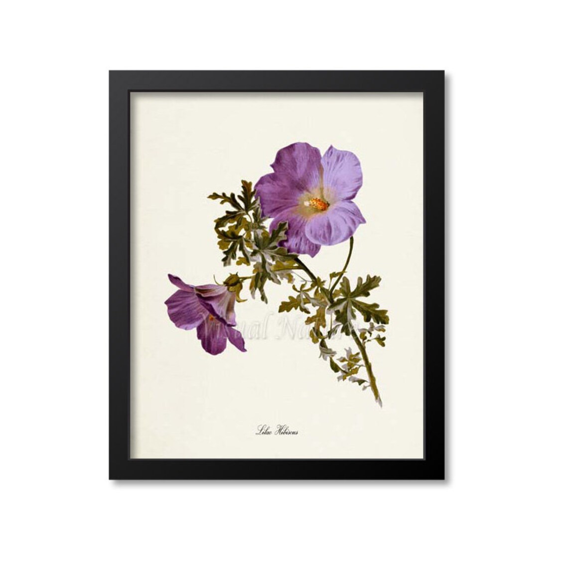 Lilac Hibiscus Purple Bloom Vintage Botanical Flower Classic Poster