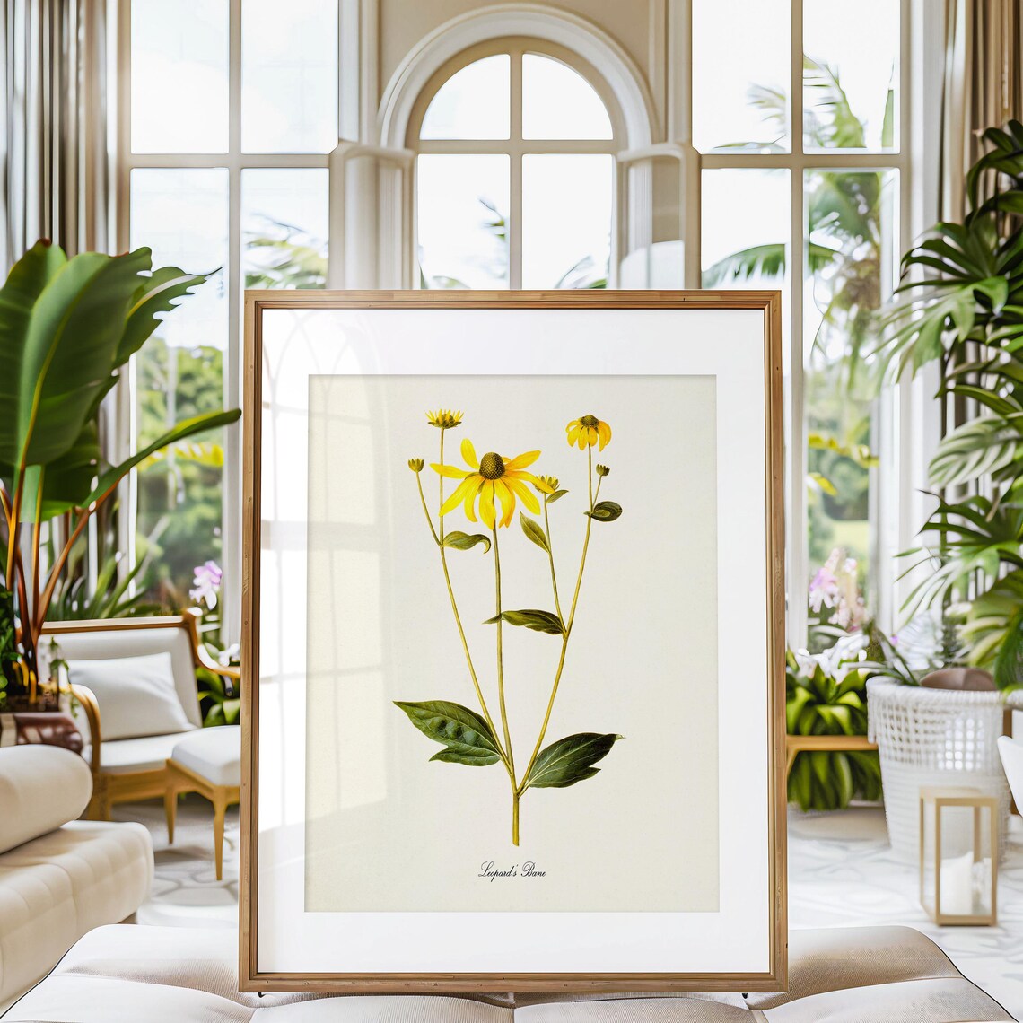Leopards Bane Flower, Botanical Wall Art Print - Image 3
