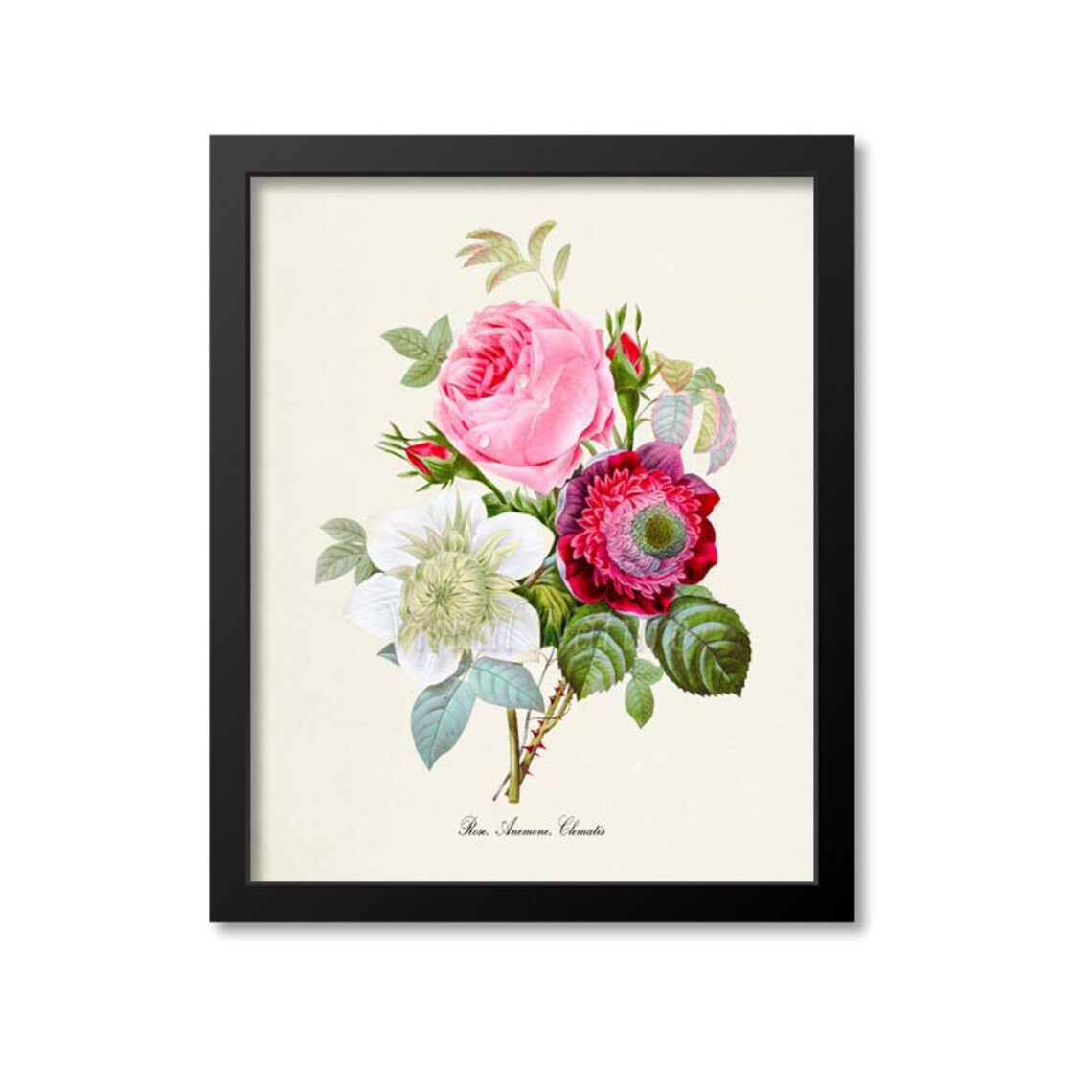 Rose Anemone Clematis Botanical Art Print, Flower Wall Art