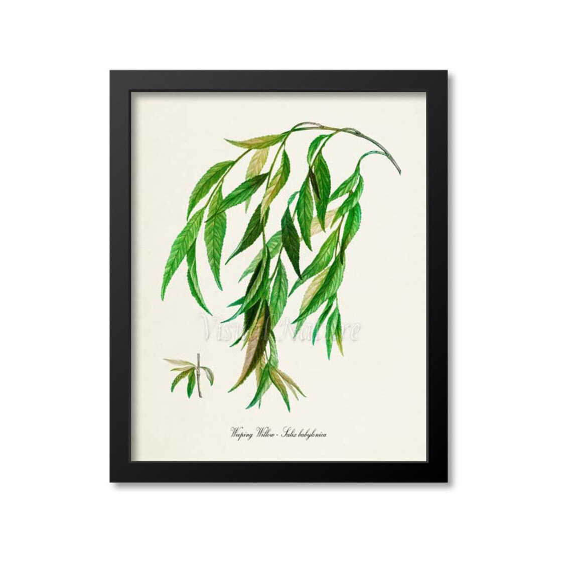 Weeping Willow Botanical Tree, Home Decor Art Print