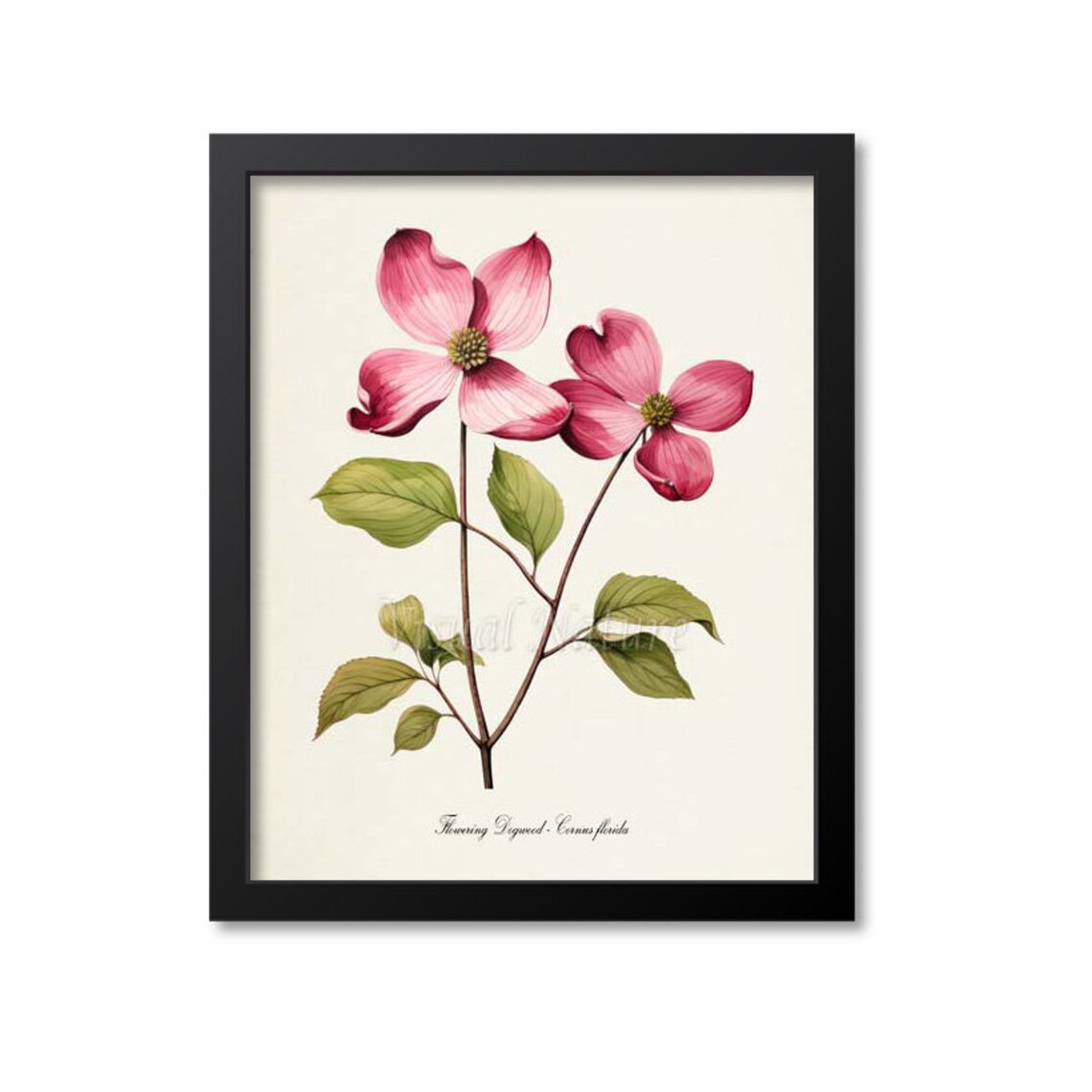 Pink Dogwood Flower Botanical Art Print, Cornus Florida