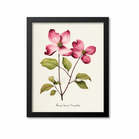 Pink Dogwood Flower Botanical Art Print, Cornus Florida