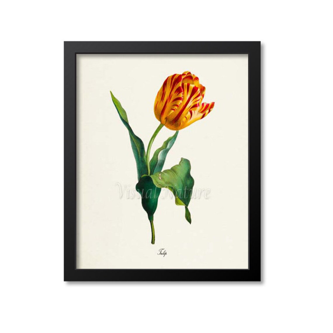 Yellow and Red Tulip Art Print, Botanical Poster