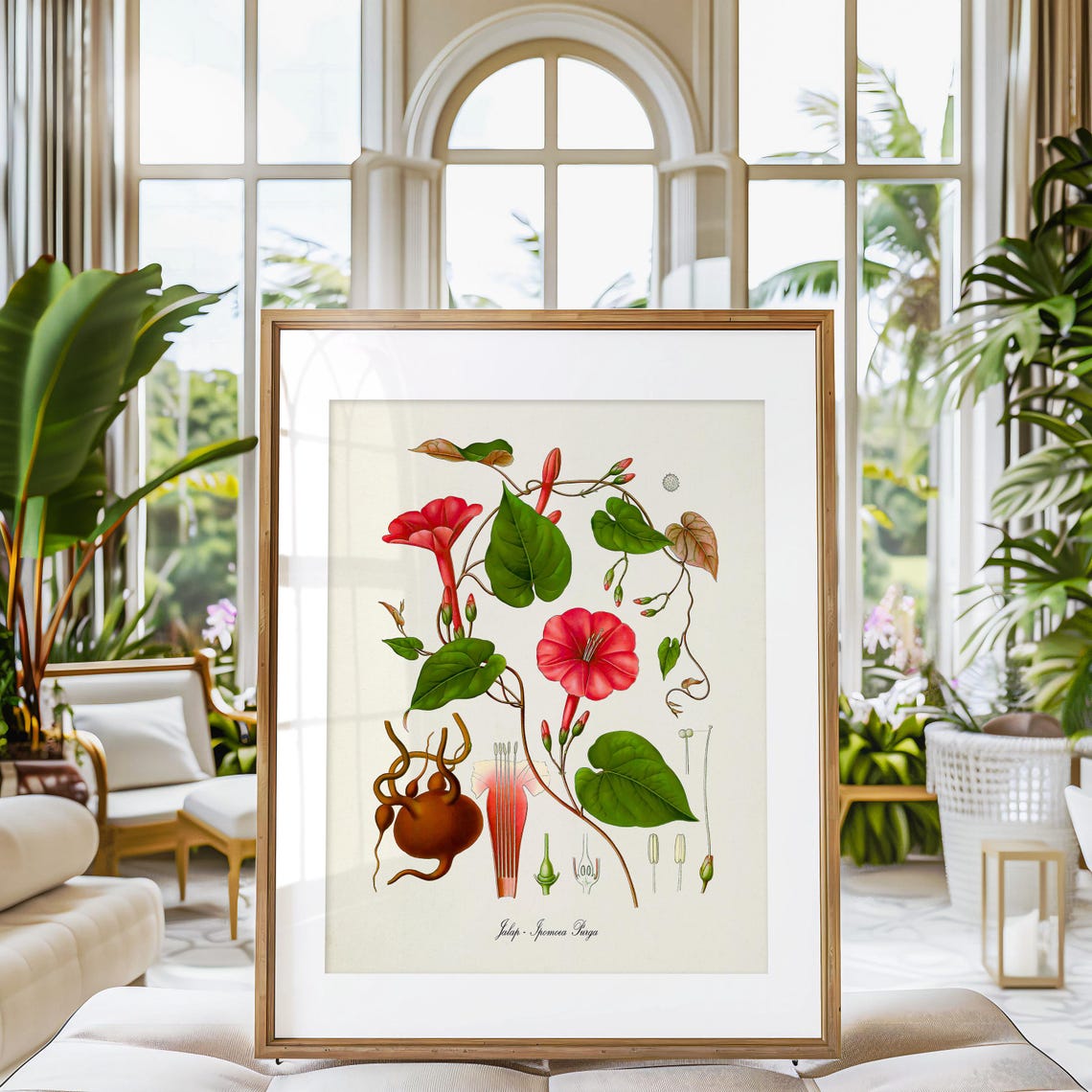 Jalap Ipomoea Purga Botanical Print with Red Morning Glory Study - Image 3