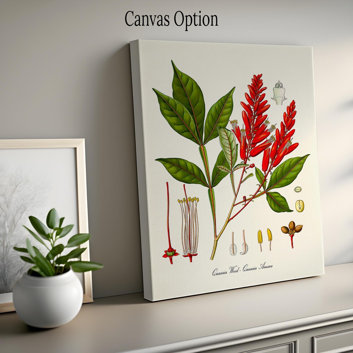 Quassia Wood Botanical Art Print, Kitchen Decor - Image 2