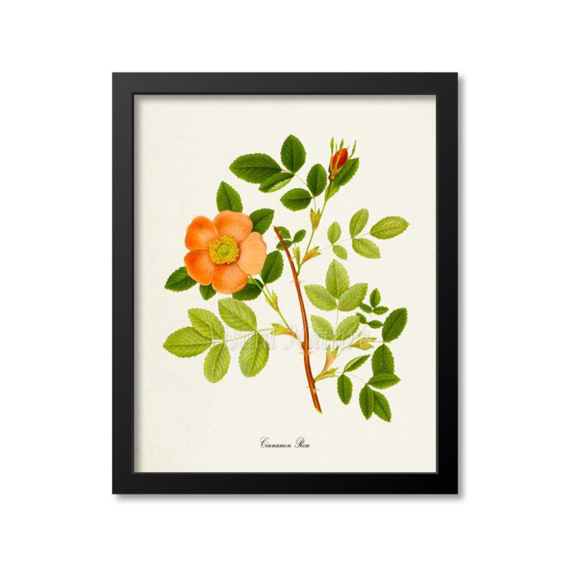 Cinnamon Rose Flower Art Print, Botanical Decor
