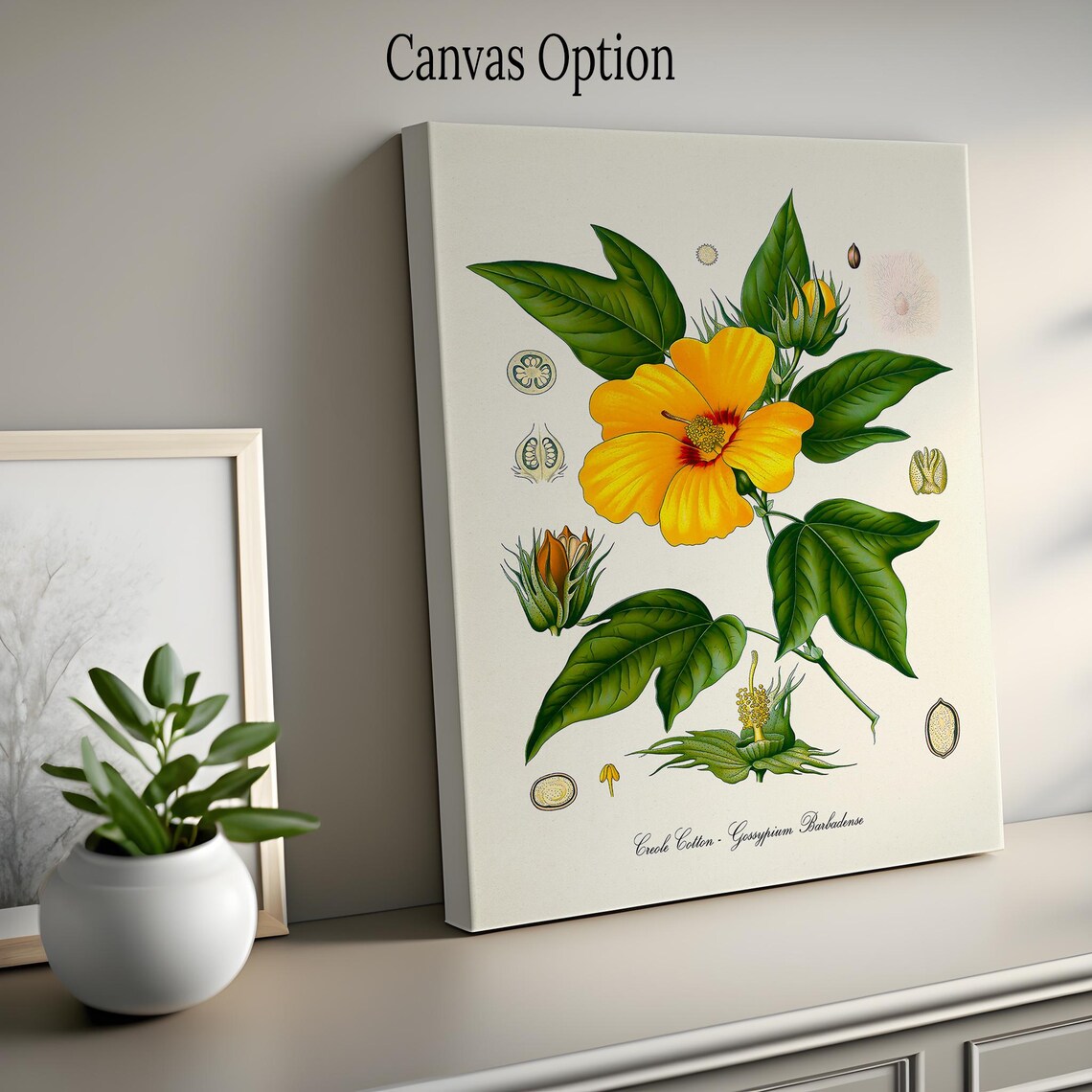 Creole Cotton Botanical Art Print, Gossypium Barbadense - Image 2