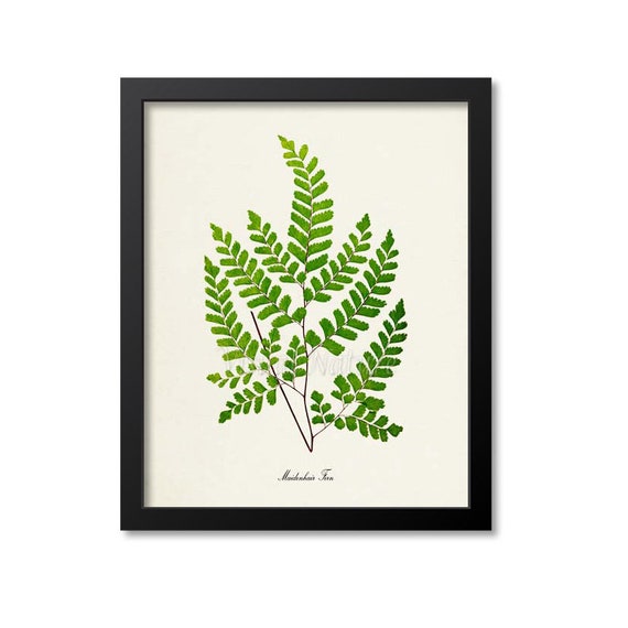 Maidenhair Fern Botanical Art Print, Home Decor