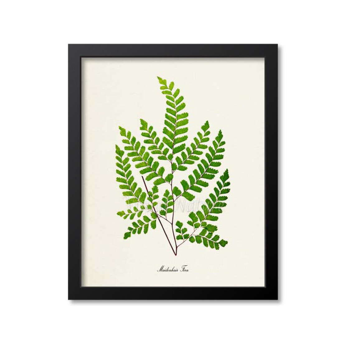 Maidenhair Fern Botanical Art Print, Home Decor