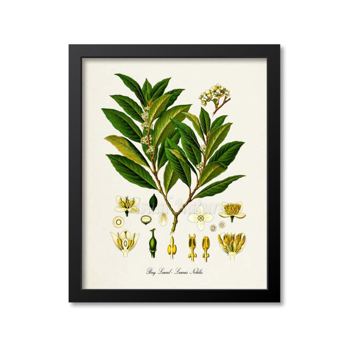Bay Laurel Botanical Art Print, Laurus Nobilis