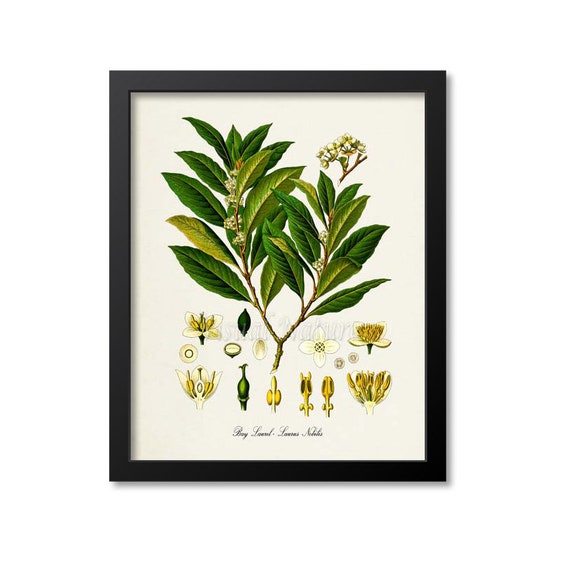 Bay Laurel Botanical Art Print, Laurus Nobilis