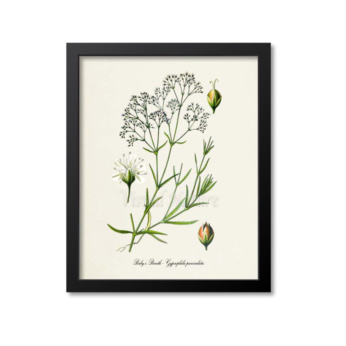 Baby's Breath Botanical Art Print, Gypsophila