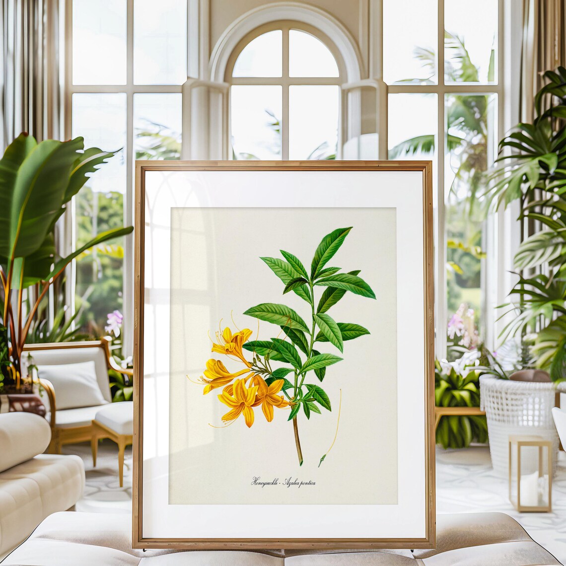 Honeysuckle Flower Botanical Art Print, Azalea Pontica - Image 3