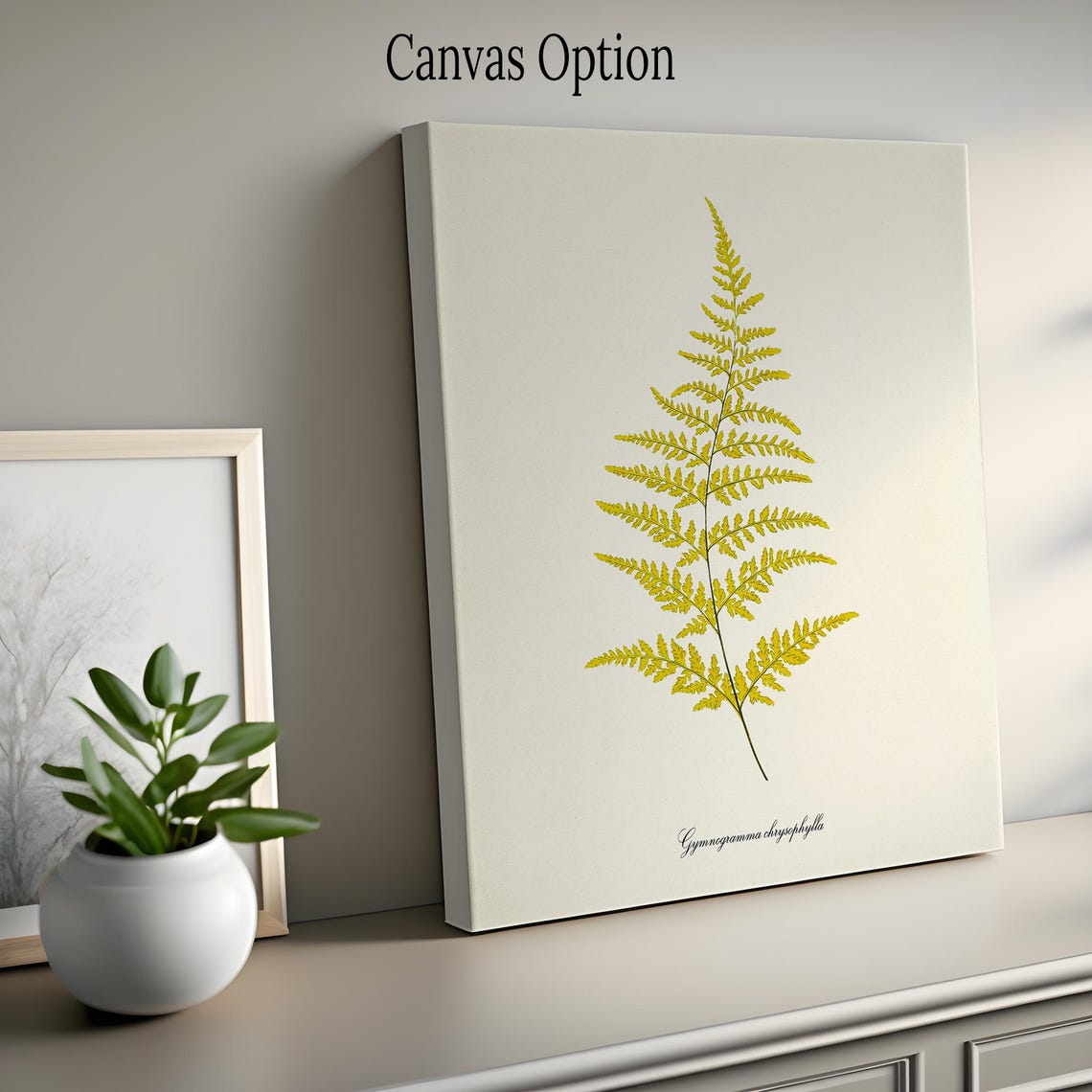 Gymnogramma Chrysophylla Golden Fern Botanical Print Vintage Style - Image 2
