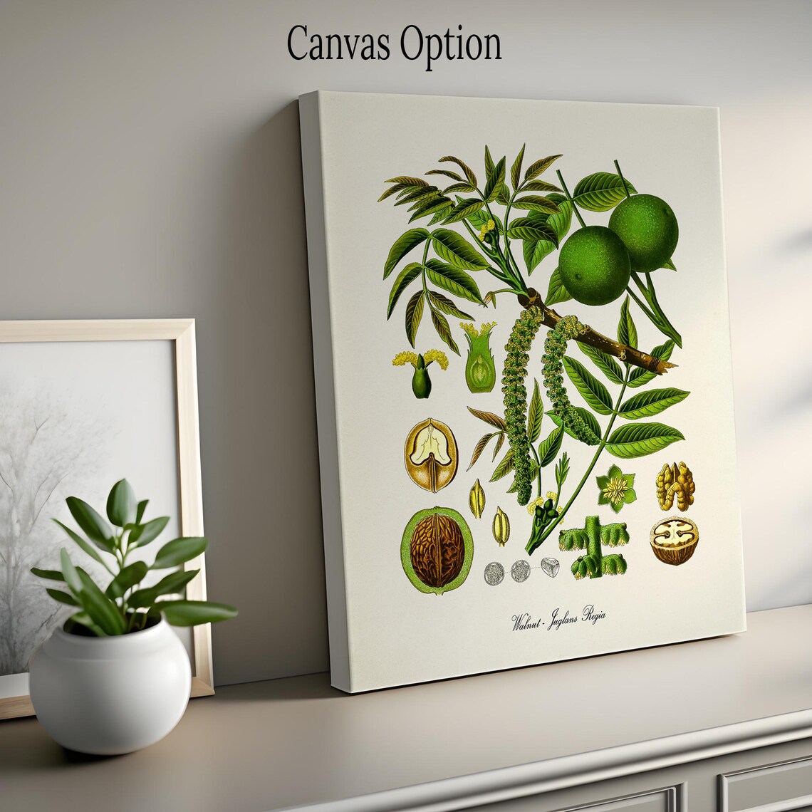 Walnut Botanical Print, Juglans Regia Art Print - Image 2