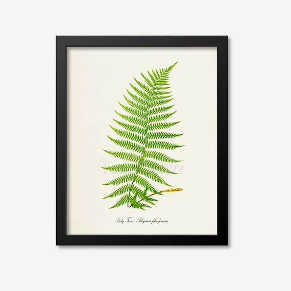 Lady Fern Botanical Art Print, Athyrium Filix Femina