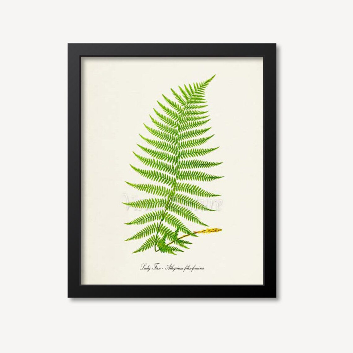 Lady Fern Botanical Art Print, Athyrium Filix Femina