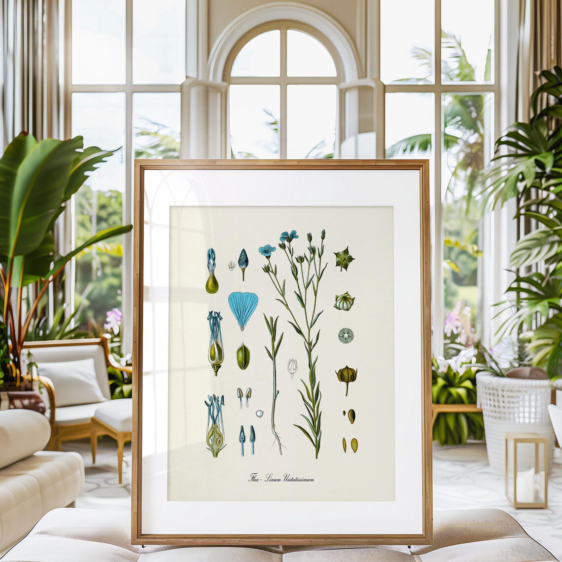 Flax Botanical Art Print, Linum Usitatissimum - Image 3