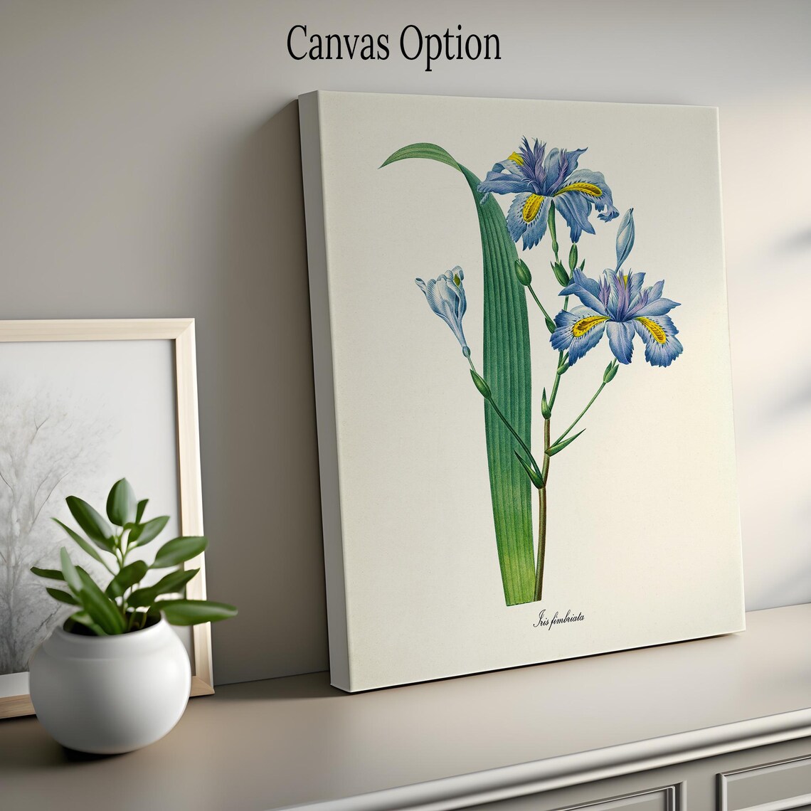 Fringed Iris and Butterfly Botanical Art Print, Redouté-Style - Image 2