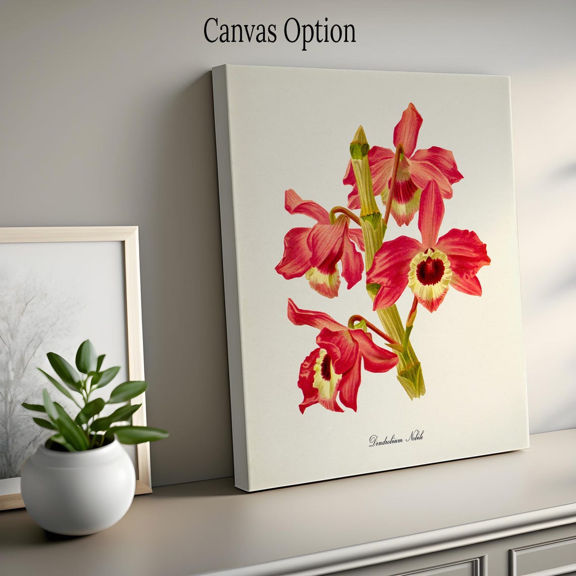 Elegant Dendrobium Nobile Red Orchid Vintage Botanical Poster - Image 2