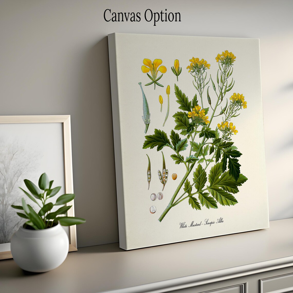 White Mustard Botanical Art Print, Sinapis Alba - Image 2