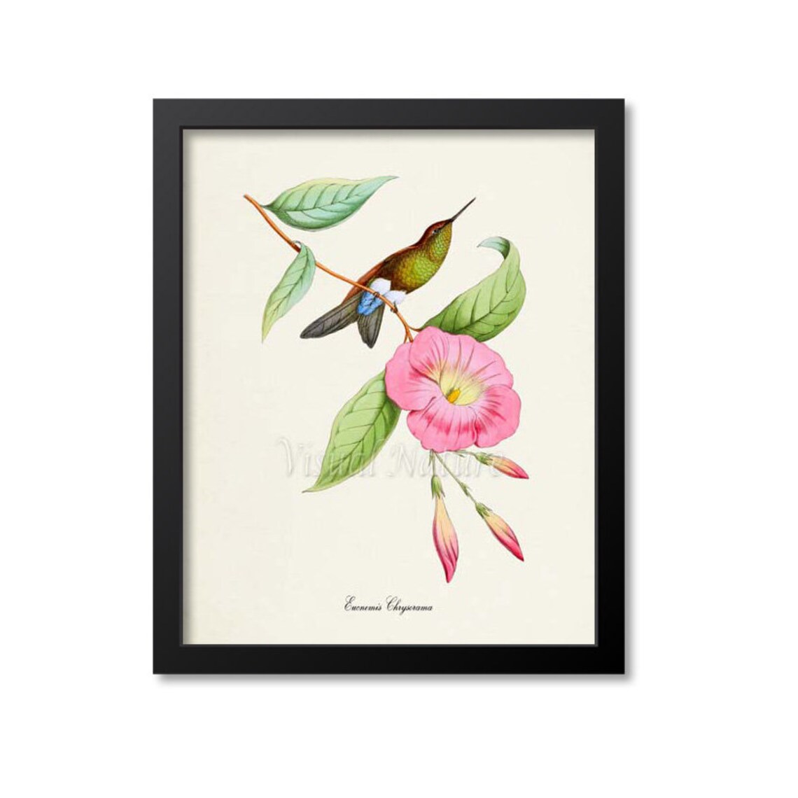 Hummingbird Floral Garden Art Print, Bird Poster