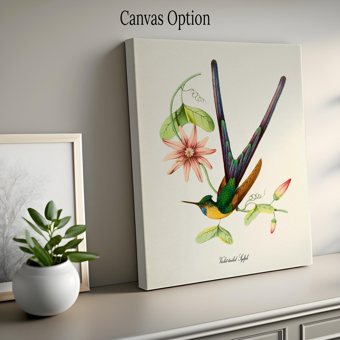 Violet Tailed Sylph Hummingbird Vintage Naturalist Bird Wall Poster - Image 2