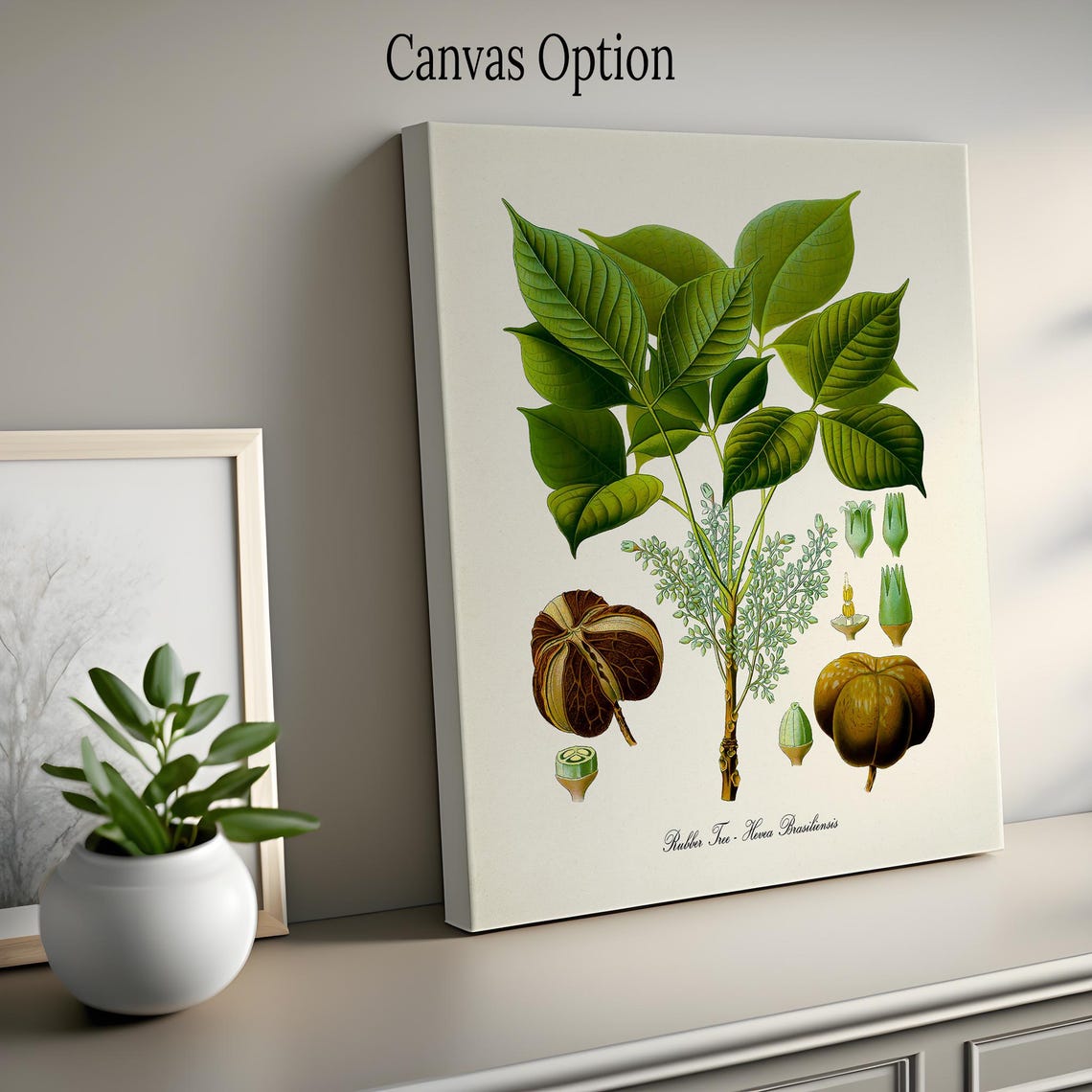Rubber Tree Hevea Brasiliensis Antique Botanical Science Plate Poster - Image 2