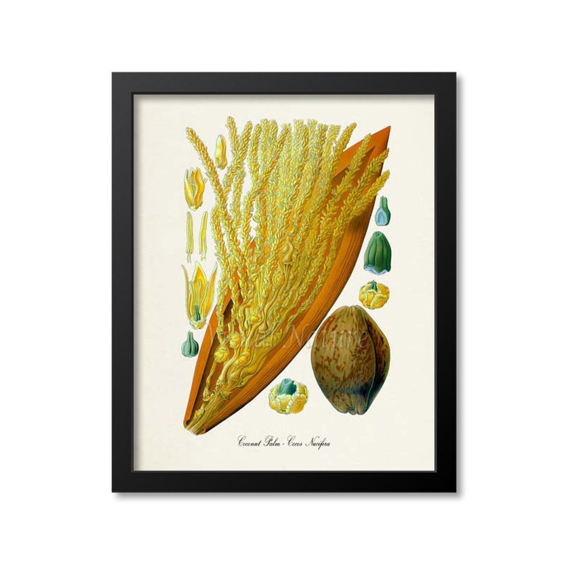 Coconut Palm Cocos Nucifera Golden Blossom Botanical Study Poster