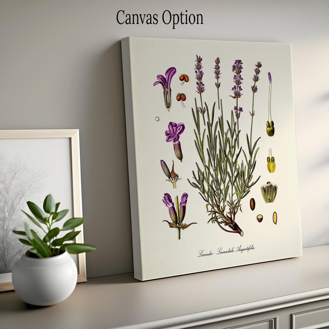 Lavender Botanical Print, Lavandula Angustifolia Art - Image 2