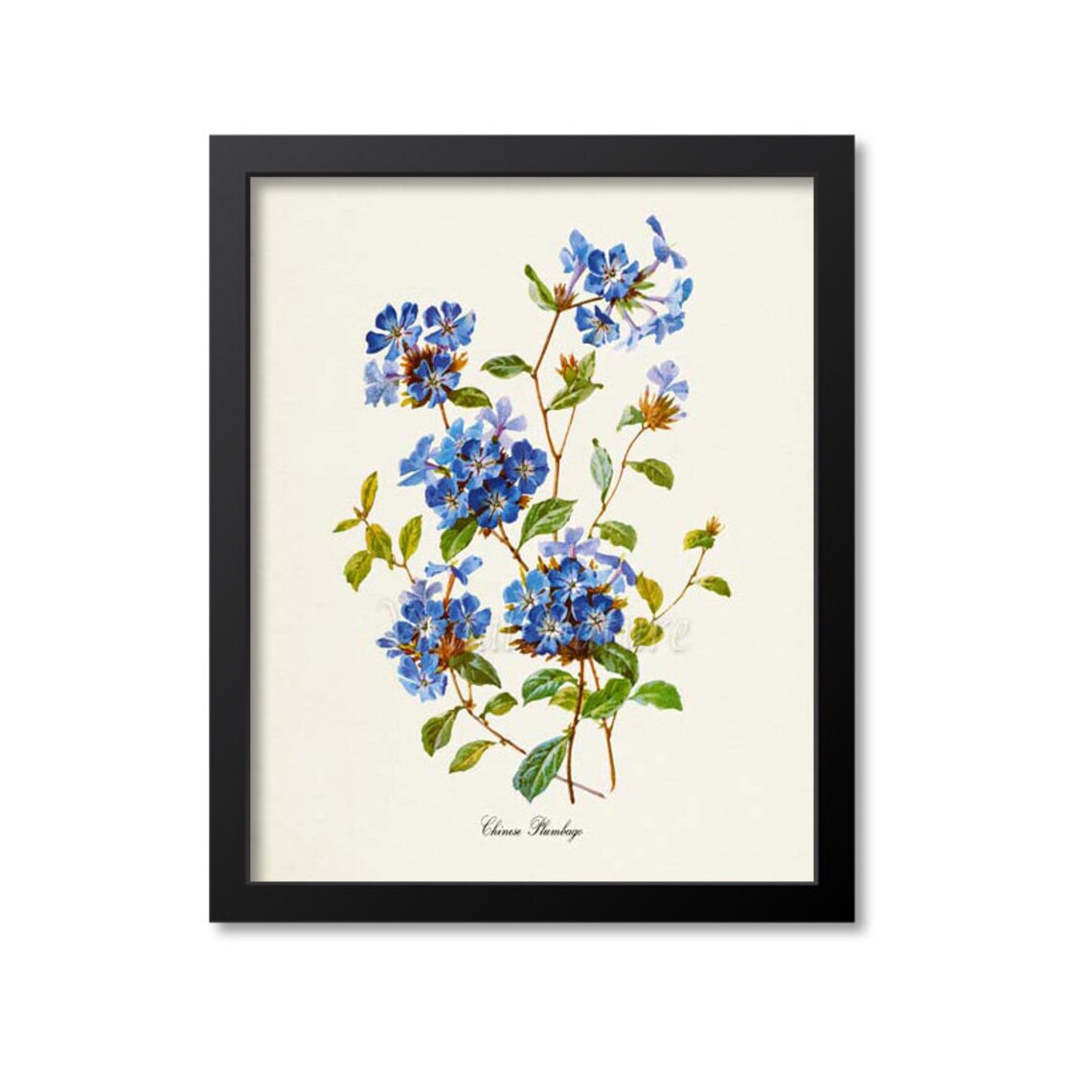 Chinese Plumbago Flower Botanical Wall Art Print