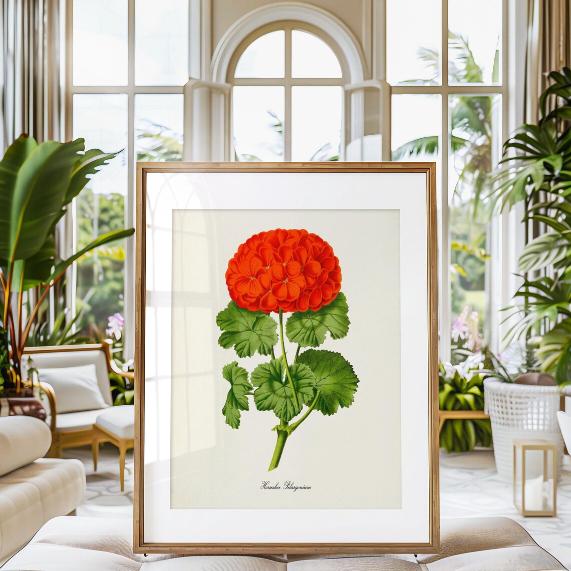 Horseshoe Pelargonium Geranium Botanical Art Print - Image 3
