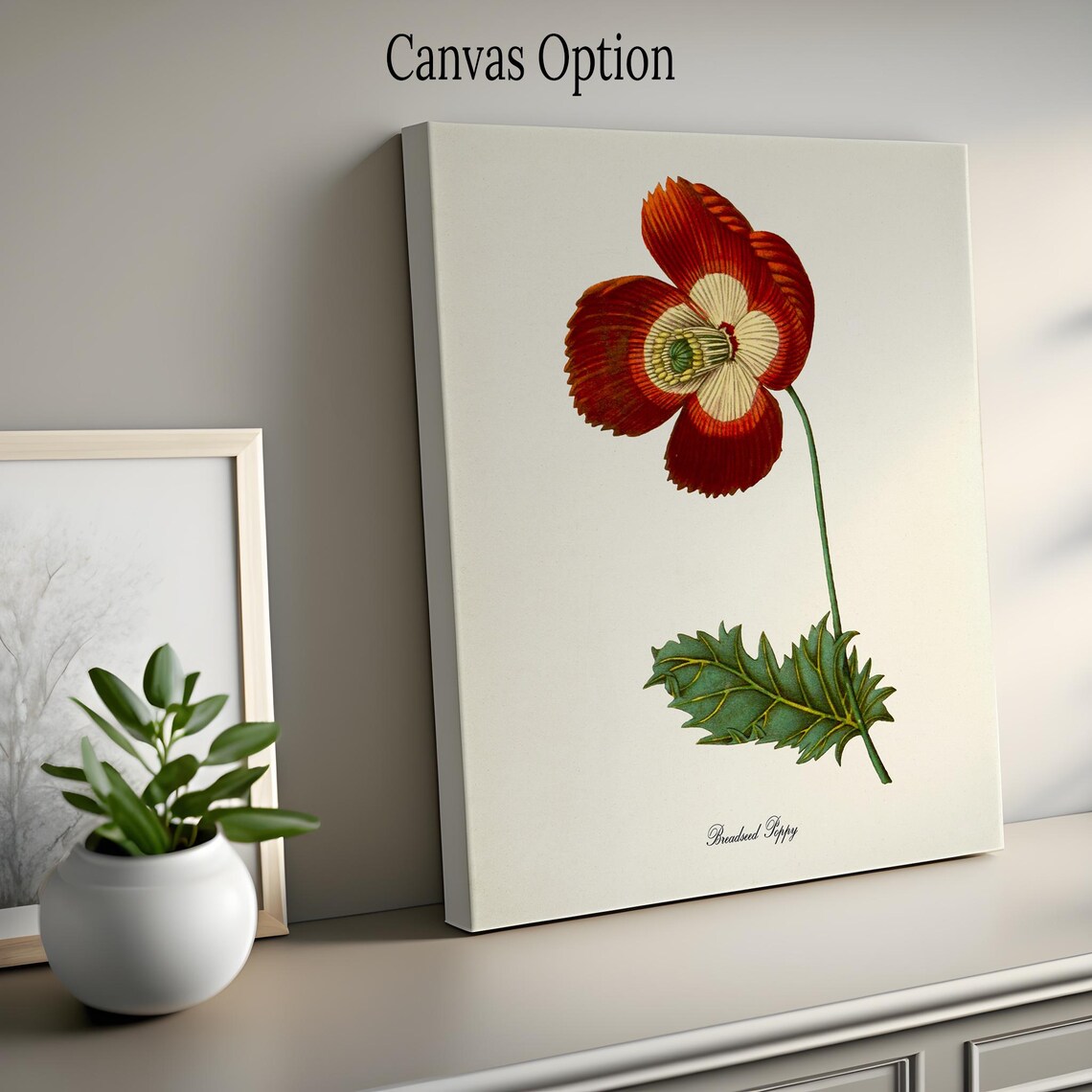 Breadseed Poppy Botanical Art Print, Floral Study - Image 2