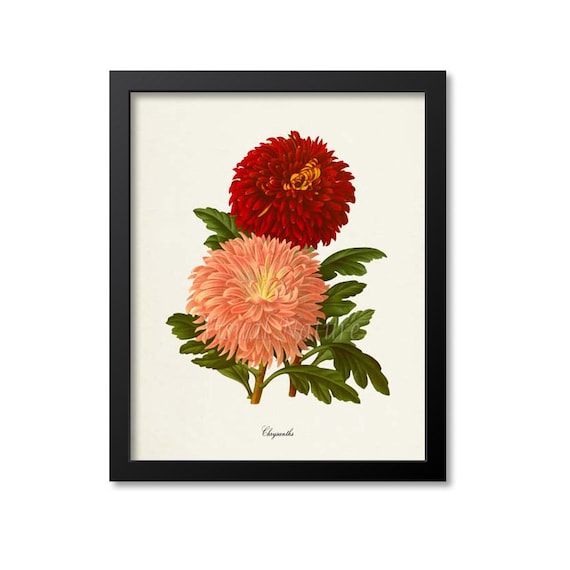 Chrysanthemum Botanical Art Print, Mum Flower Decor