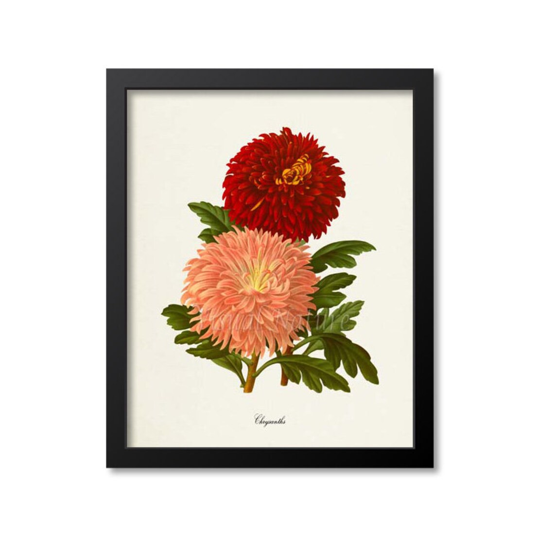 Chrysanthemum Botanical Art Print, Mum Flower Decor