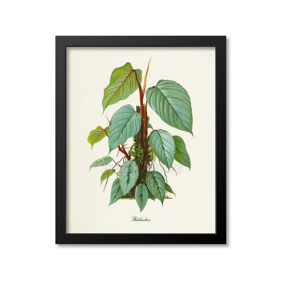 Philodendron Botanical Wall Art Print, Home Decor