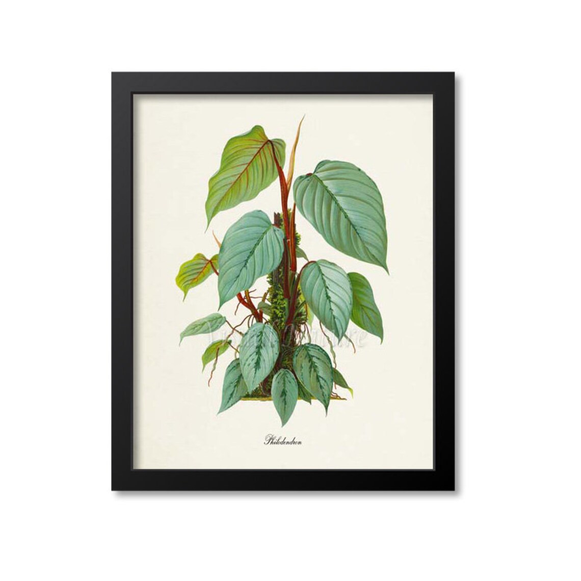 Philodendron Botanical Wall Art Print, Home Decor