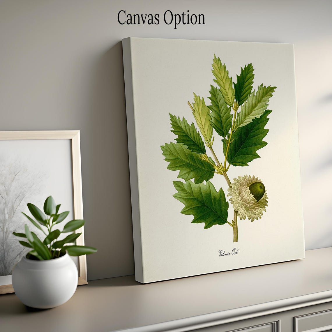 Valonia Oak Leafy Branch with Mossy Acorn Botanical Study Poster - Image 2