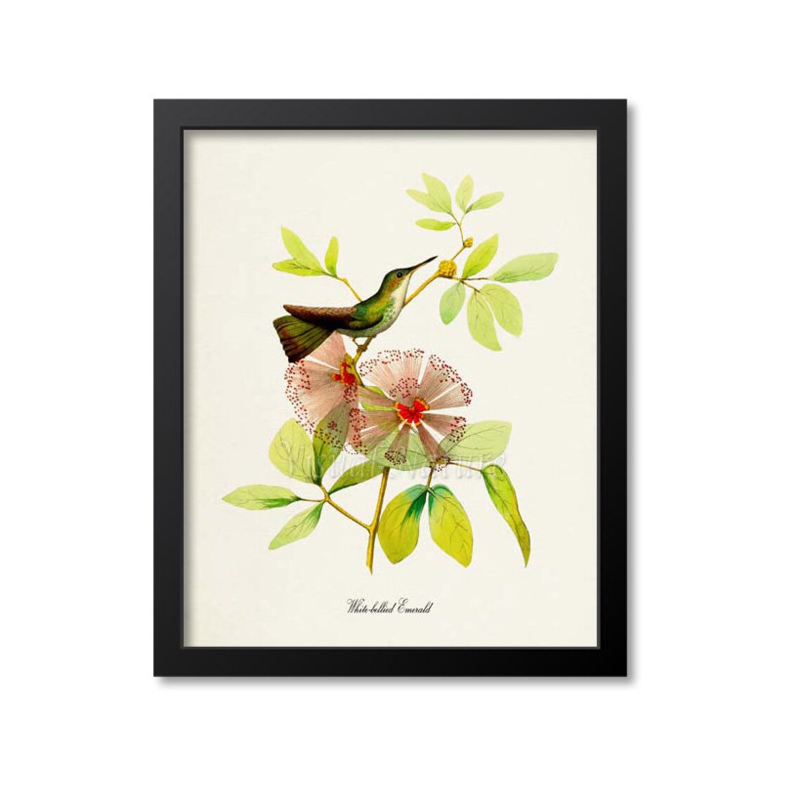 White Bellied Emerald Hummingbird Garden Art Print