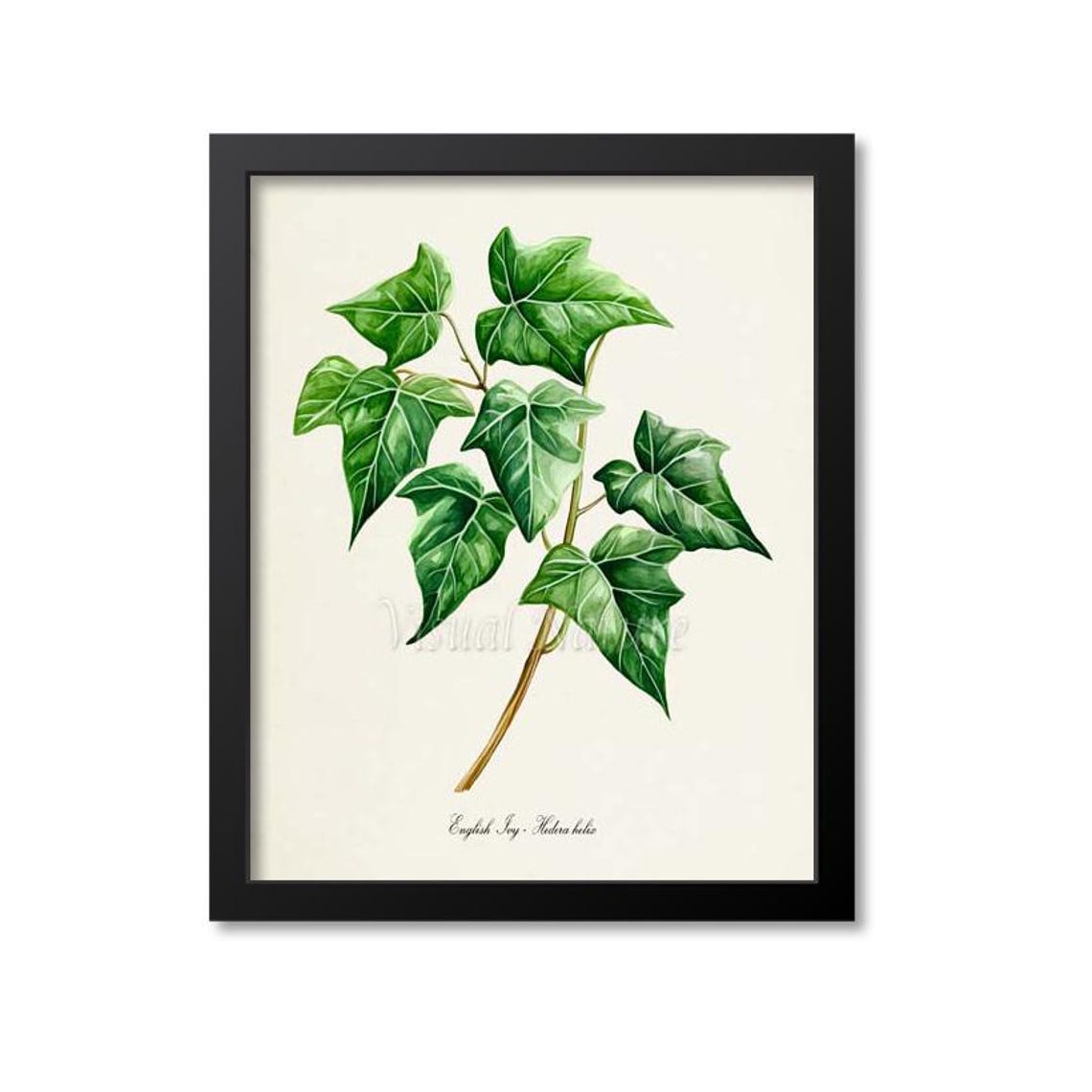 English Ivy Hedera Helix Botanical Vine Illustration Wall Poster